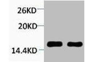 Western blot analysis of 1) Hela, 2) 3T3, diluted at 1:2000. (HIST1H4A antibody  (3meLys59))