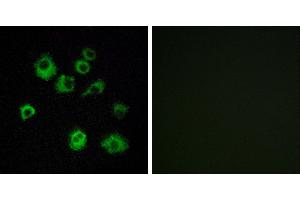 Peptide - +Immunofluorescence analysis of MCF-7 cells, using HCRTR1 antibody. (HCRTR1 antibody  (Internal Region))