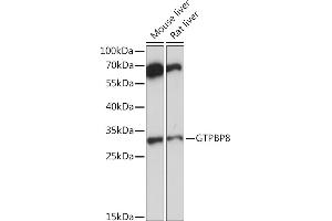 GTPBP8 antibody  (AA 1-170)