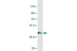 Western Blot detection against Immunogen (36. (Sp3 antibody  (AA 516-615))