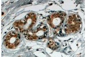 Immunohistochemistry (IHC) image for anti-Sorting Nexin 5 (SNX5) (C-Term) antibody (ABIN2466297) (SNX5 antibody  (C-Term))