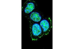 Immunofluorescence (IF) image for anti-Mitogen-Activated Protein Kinase 8 Interacting Protein 1 (MAPK8IP1) antibody (ABIN3004004) (MAPK8IP1 antibody)