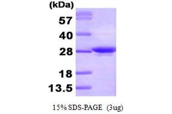 APOA1 Protein (AA 25-267) (His tag)