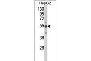 Western blot analysis of CYP2J2 Antibody (N-term) (ABIN652340 and ABIN2841564) in HepG2 cell line lysates (35 μg/lane). (CYP2J2 antibody  (N-Term))