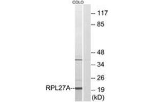 Western Blotting (WB) image for anti-Ribosomal Protein L27a (RPL27A) (AA 99-148) antibody (ABIN2890074) (RPL27A antibody  (AA 99-148))