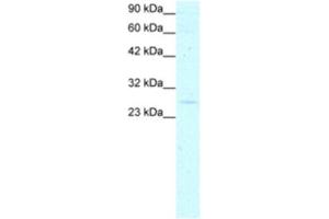 Western Blotting (WB) image for anti-YEATS Domain Containing 4 antibody (ABIN2460179) (GAS41 antibody)