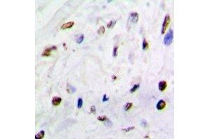 Immunohistochemical analysis of QKI staining in mouse brain formalin fixed paraffin embedded tissue section. (QKI antibody)