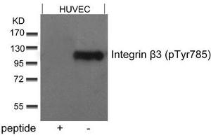 Western blot analysis of extracts from HUVEC cells using Integrin b3(Phospho-Tyr785) Antibody and the same antibody preincubated with blocking peptide . (Integrin beta 3 antibody  (pTyr785))