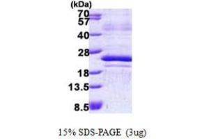 SDS-PAGE (SDS) image for Transcription Factor MafF (MAFF) (AA 1-164) protein (His tag) (ABIN5852941) (MafF Protein (AA 1-164) (His tag))