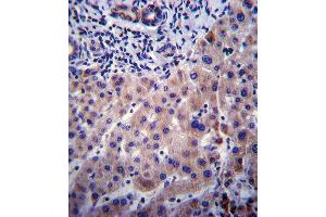 CYP3A4 Antibody (Center) ABIN392216 immunohistochemistry analysis in formalin fixed and paraffin embedded human liver tissue followed by peroxidase conjugation of the secondary antibody and DAB staining. (CYP3A4 antibody  (AA 228-255))