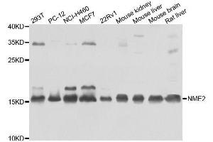 Western blot analysis of extracts of various cell lines, using NME2 antibody. (NME2 antibody  (AA 1-152))