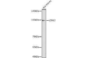 Western blot analysis of extracts of Rat kidney, using LOXL2 antibody (ABIN7268349) at 1:500 dilution. (LOXL2 antibody  (AA 505-774))