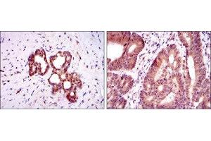 Immunohistochemistry (IHC) image for anti-Orthodenticle Homeobox 2 (OTX2) antibody (ABIN1845978) (OTX2 antibody)