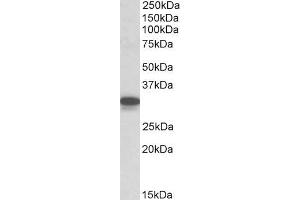 ABIN5539504 (0. (CYB5R3 antibody  (C-Term))