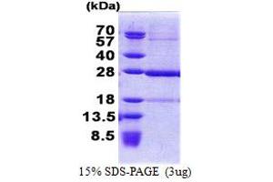 C19orf50 Protein (AA 1-176) (His tag)