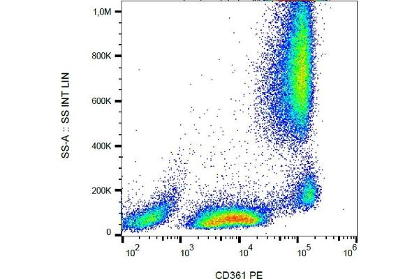 EVI2B antibody  (PE)