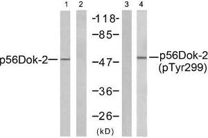 Western blot analysis of extracts from K562 cells, using p56Dok-2 (Ab-299) antibody (E021270, Line 1 and 2) and p56Dok-2 (phospho-Tyr299) antibody (E011278, Line 3 and 4). (DOK2 antibody)