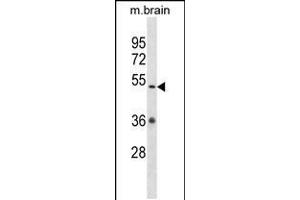 Western blot analysis in mouse brain tissue lysates (35ug/lane). (CAMKV antibody  (N-Term))