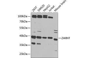 Western blot analysis of extracts of various cell lines, using ZWINT antibody (ABIN6128944, ABIN6150552, ABIN6150554 and ABIN6221938) at 1:1000 dilution. (ZWINT antibody  (AA 1-277))