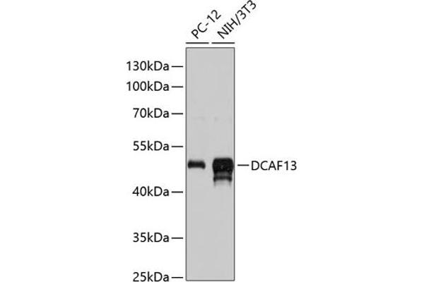 DCAF13 抗体  (AA 298-597)