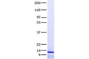 Validation with Western Blot (Nerve Growth Factor Protein (NGF) (Transcript Variant A))