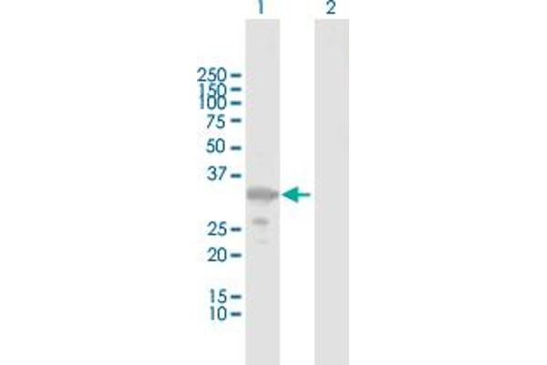 ZMAT3 antibody  (AA 1-289)