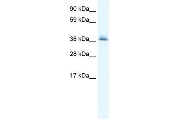 KCTD13 antibody  (N-Term)