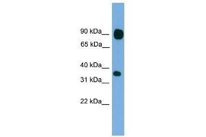 PCDHB15 antibody used at 1 ug/ml to detect target protein. (PCDHB15 antibody  (N-Term))