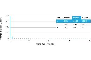 Protein Array (PAr) image for anti-CD63 (CD63) antibody (ABIN7456346) (CD63 antibody)