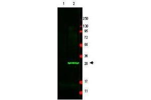 Image no. 1 for anti-Green Fluorescent Protein (GFP) antibody (ABIN1101734) (GFP antibody)