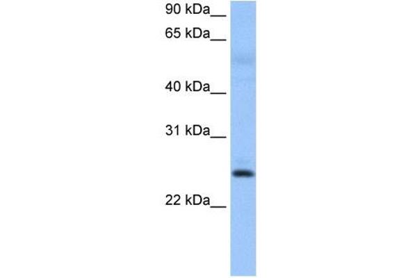 ROPN1B antibody  (N-Term)