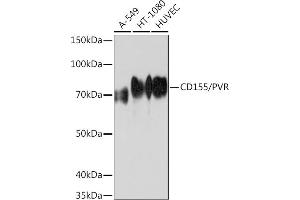 Western blot analysis of extracts of various cell lines, using CD155/PVR Rabbit mAb (ABIN7269431) at 1:1000 dilution. (Poliovirus Receptor antibody)