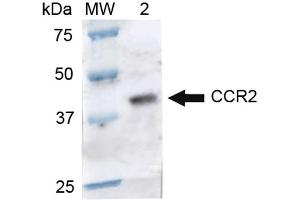 Western blot analysis of Rat Brain cell lysates showing detection of ~41. (CCR2 antibody  (PE))