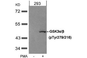 Western blot analysis of extracts from 293 cells untreated or treated with PMA using GSK3α/β(Phospho-Tyr279/216) Antibody. (Glycogen Synthase Kinase 3 (GSK3) (pTyr216), (pTyr279) antibody)
