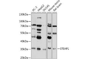 Western blot analysis of extracts of various cell lines, using STE antibody (ABIN7270331) at 1:1000 dilution. (STEAP1 antibody  (AA 1-80))