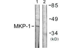 Western Blotting (WB) image for anti-Dual Specificity Phosphatase 1 (DUSP1) (AA 318-367) antibody (ABIN2888897) (DUSP1 antibody  (AA 318-367))
