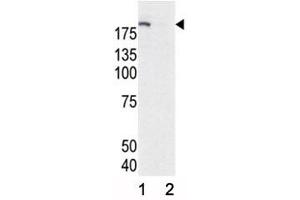 Western blot analysis of phospho-EGFR antibody and HeLa cell lysate, either induced (Lane 1) or noninduced with EGF (2). (EGFR antibody  (pTyr1172))