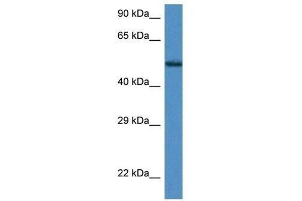 ZNF275 antibody  (Middle Region)