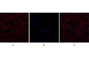 Immunofluorescence analysis of human liver tissue. (EIF2A antibody)