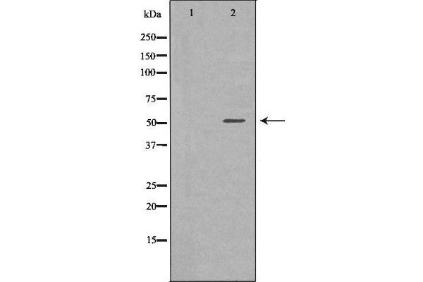 SLC16A1 antibody  (Internal Region)