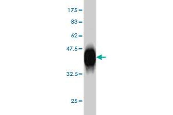 POLD3 antibody  (AA 357-466)