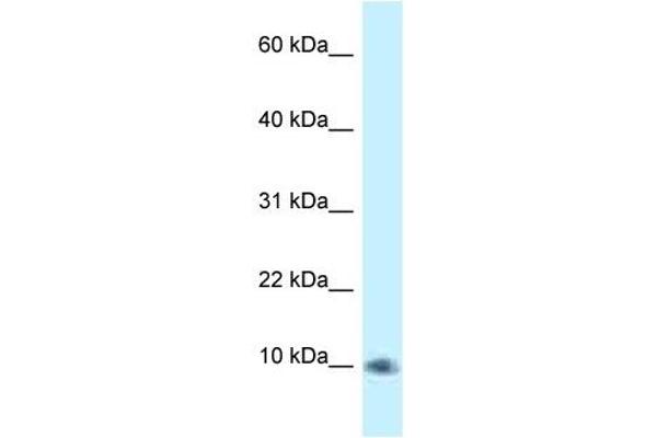 PSMG3 antibody  (C-Term)