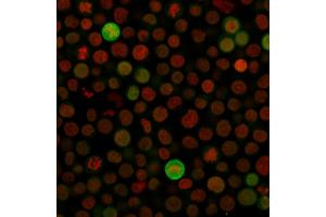 Immunofluorescence Analysis of Jurkat cells labeling BAX with Bax Monoclonal Antibody (Clone SPM33) followed by Goat anti-Mouse IgG-CF488 (Green). (BAX antibody  (AA 3-16))