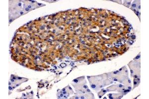 IHC testing of mouse pancreas with HSD11B2 antibody. (HSD11B2 antibody)