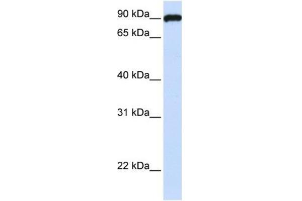 ESYT3 anticorps