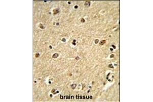 Formalin-fixed and paraffin-embedded human brain tissue reacted with PLCB2 Antibody (N-term), which was peroxidase-conjugated to the secondary antibody, followed by DAB staining. (Phospholipase C beta 2 antibody  (N-Term))