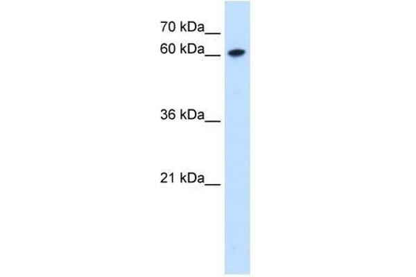 ZNF169 anticorps  (Middle Region)