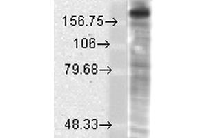Western Blot analysis of Rat brain membrane lysate showing detection of GluN2B/NR2B protein using Mouse Anti-GluN2B/NR2B Monoclonal Antibody, Clone S59-36 . (GRIN2B antibody  (AA 20-271) (HRP))