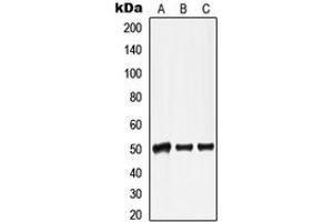 Western blot analysis of Lamin A/C expression in HepG2 colchicine-treated (A), mouse heart (B), rat heart (C) whole cell lysates. (Lamin A/C antibody  (Center))