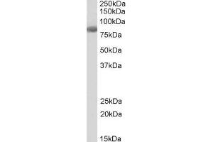 Antibody (0. (FBXO43 antibody  (C-Term))